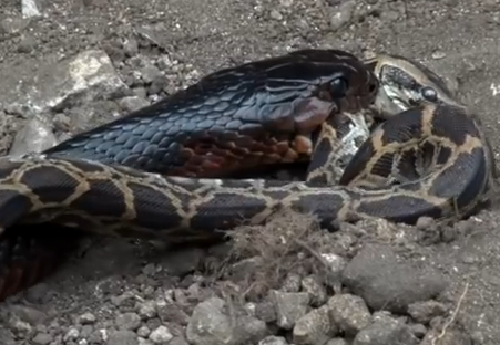 Ran tieu diet va nuot tran tren suon doi hinh anh