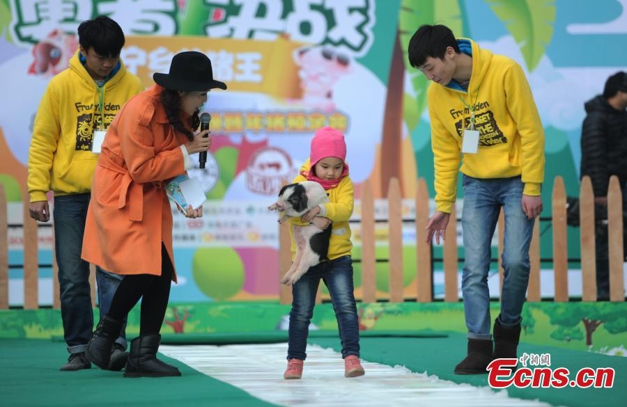 Người dẫn chương trình phỏng vấn một bé gái khi em bắt đầu bước cùng con lợn.