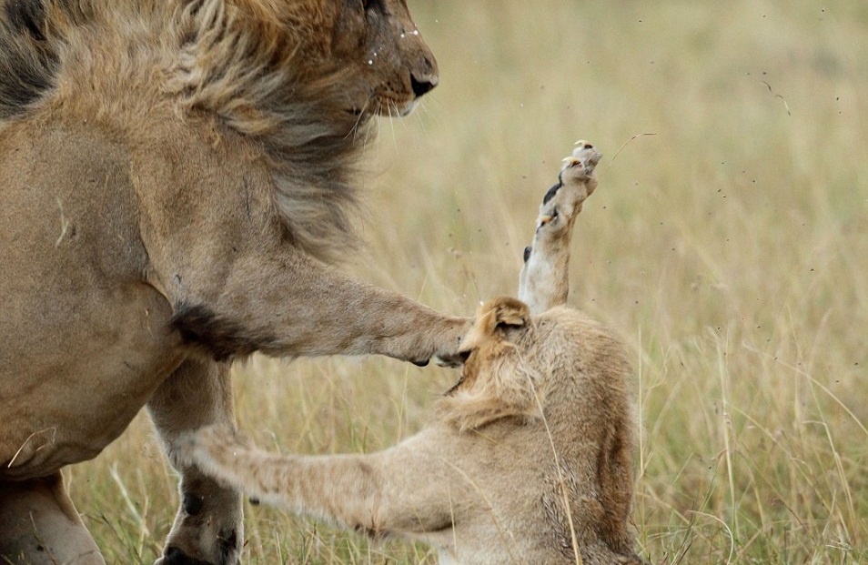 Su tu cai cuop moi, cao rach mat su tu duc hinh anh