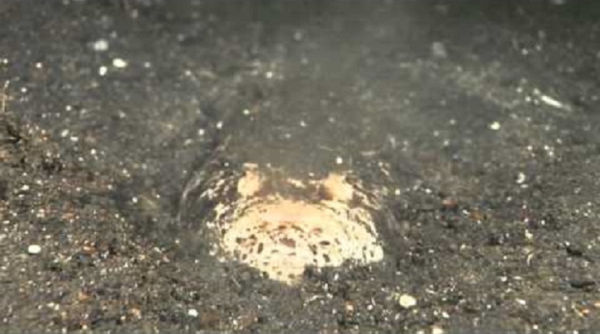 Ca chiem tinh hinh anh