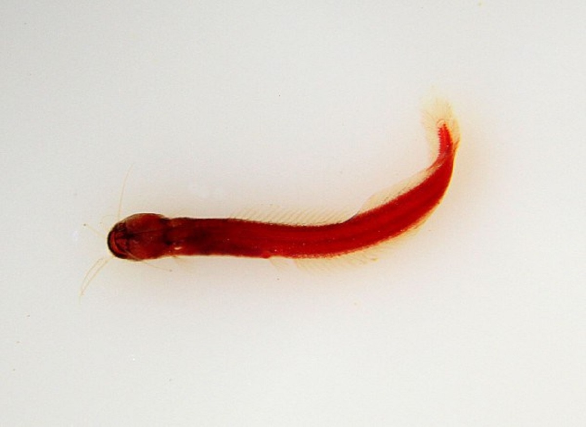 Cá mèo đất là một trong những loài sinh vật độc đáo và bí ẩn nhất hành tinh. Ảnh: