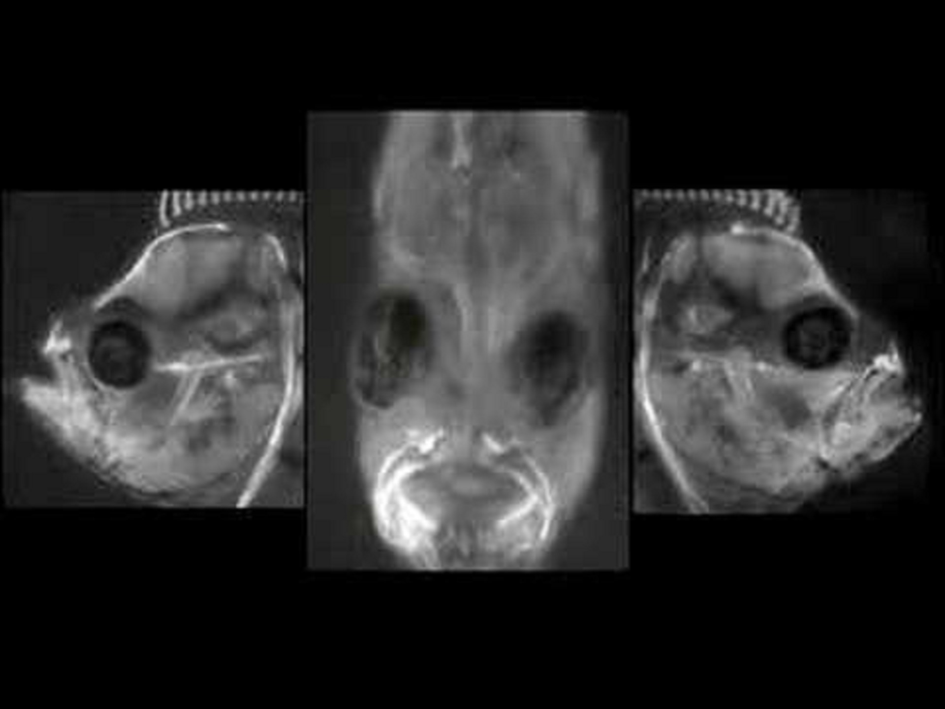 Qua trinh bien doi hop so cua ca luoi trau hinh anh