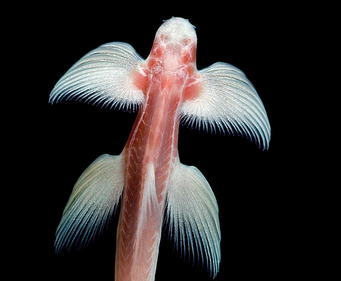 Cac loai ca ky quai nhat hanh tinh hinh anh