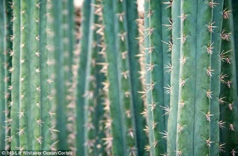 Echinopsis pachanoi là loài xương rồng chứa chấy gây ảo giác. Ảnh: