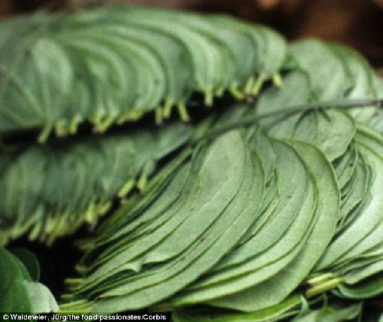 Các nhà khảo cổ phát hiện hàm răng của người tiền sử có vết đỏ do nhai trầu trong một hang động ở Philippines. Ảnh: