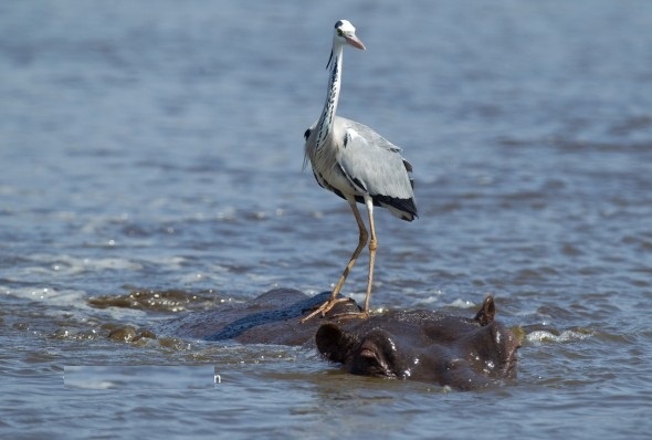 Chim diec cuoi ha ma de chu du tren mat nuoc hinh anh