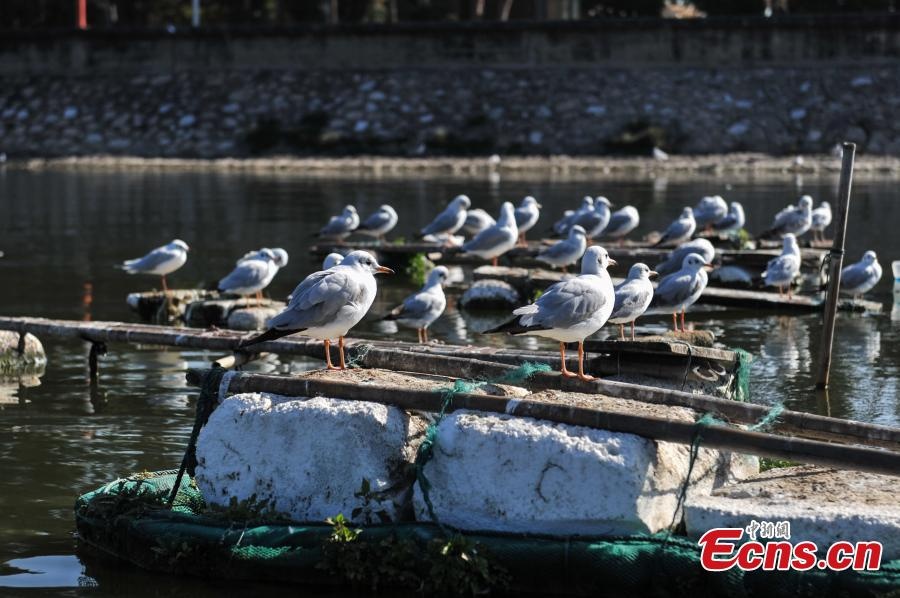 Cuộc sống của Yang tương đối khó khăn, nhưng bà nấu thức ăn cho những con chim bị thương hàng ngày.