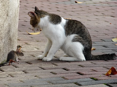 Bua an tren banh xe danh cho meo hinh anh