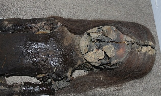 Xac uop co nhat the gioi phan huy vi bien doi khi hau hinh anh