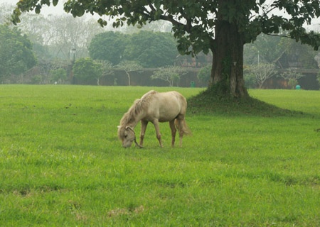 Con bo khong co sung vi no la con ngua hinh anh