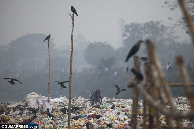 Nguoi va chim muu sinh tren bai rac hinh anh