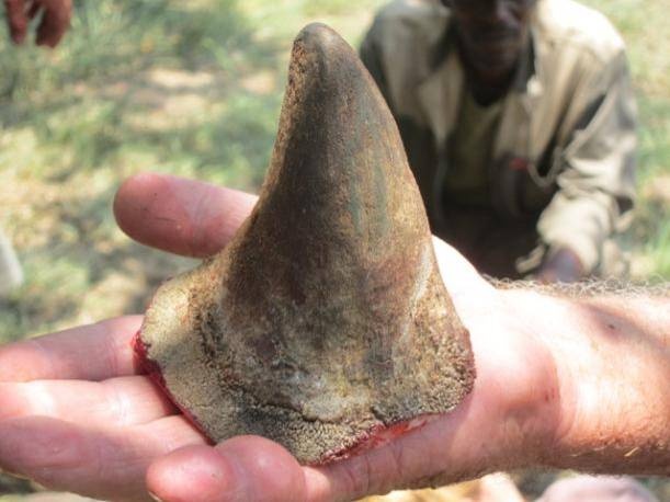 Mua san cua vi vo ngoai tinh hinh anh