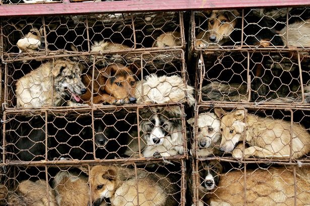 Thit cho khong con la mon khoai khau o Trung Quoc hinh anh