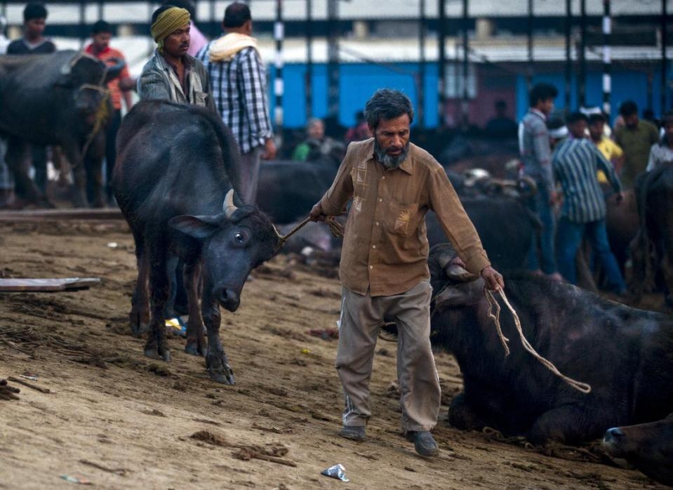 Thit trau va chuyen chinh tri o An Do hinh anh