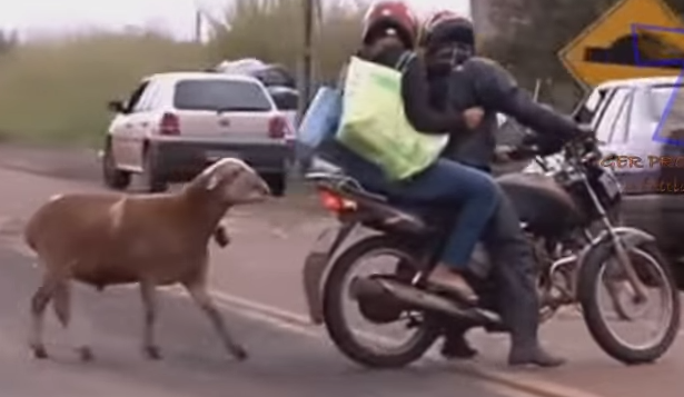 Hanh vi bat ngo va hai huoc cua dong vat hinh anh