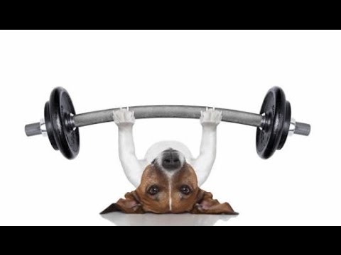 Khi cho tap the duc hinh anh