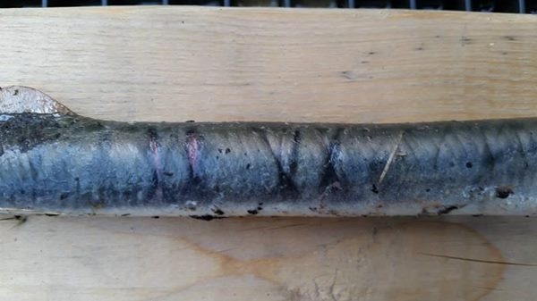 Những vết xước trên cơ thể một con cá mút đá cho thấy rất có thể