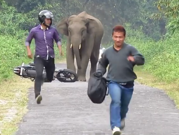 Voi duoi nguoi cuoi xe may hinh anh