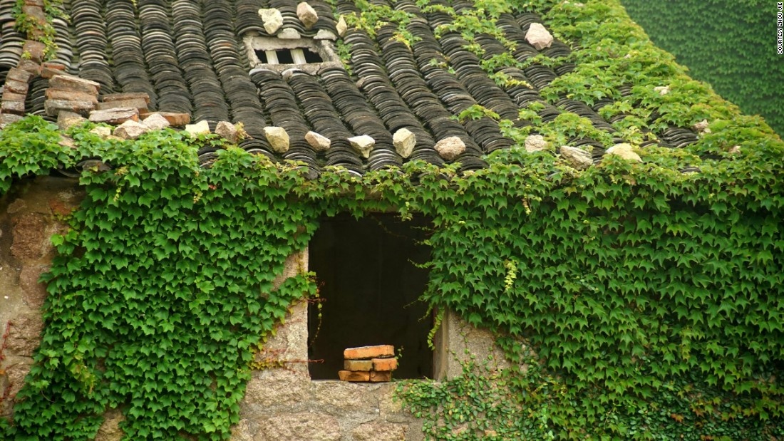 Cay leo 'nuot chung' lang vi dan toi thanh pho lam viec hinh anh