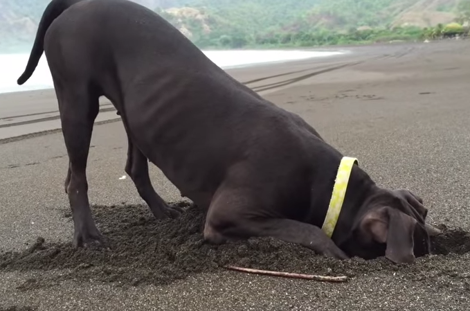 Con cho thich choi voi cua hinh anh