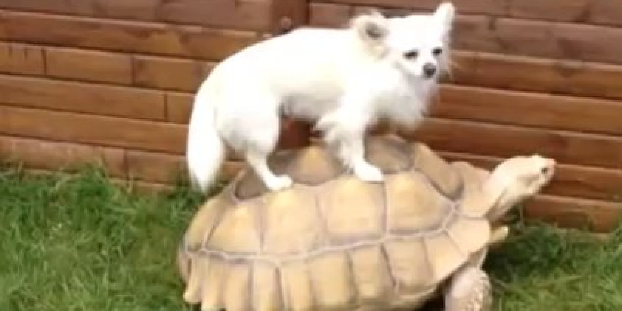 Rua cong ga, meo, cho hinh anh