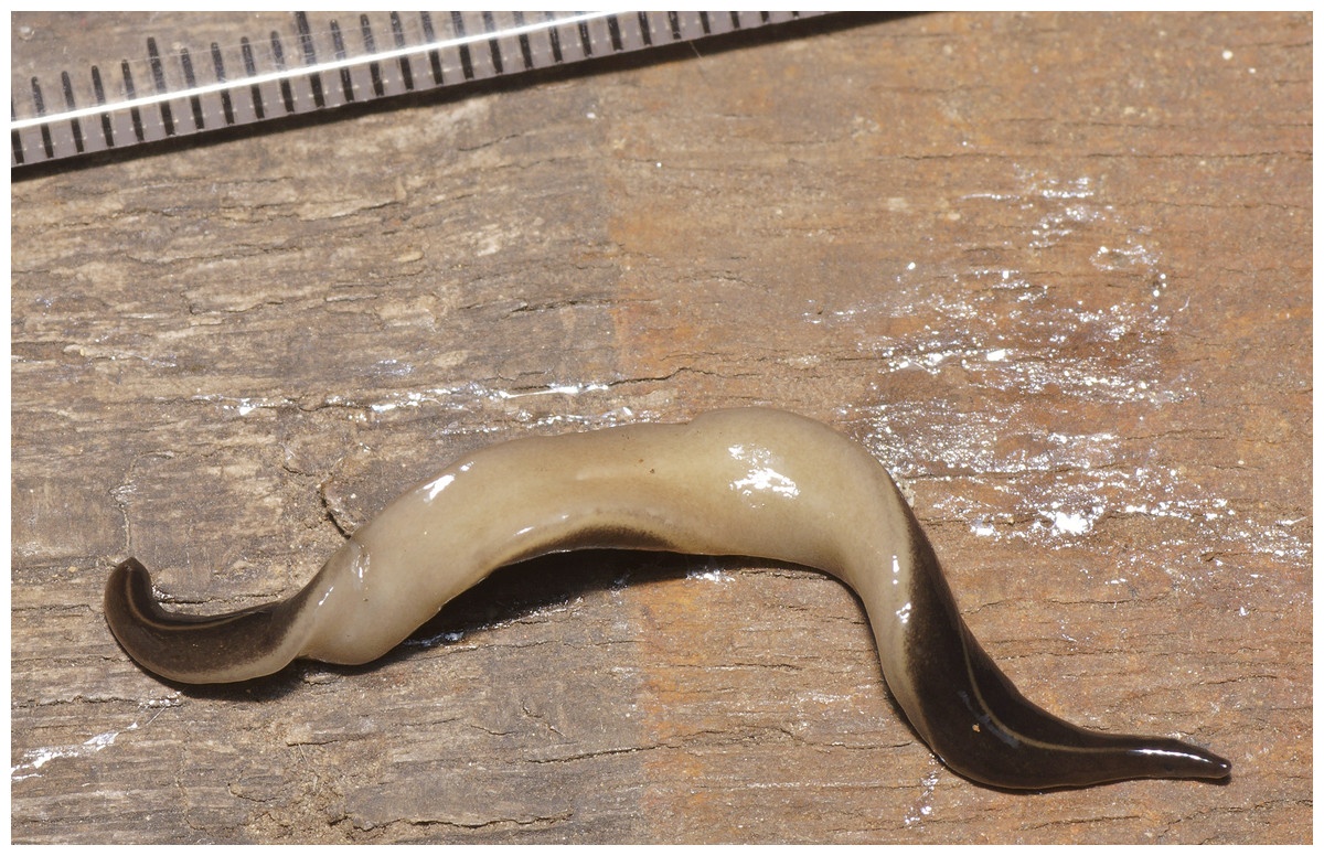 Dan My lo au vi su xam lan cua loai giun quai di hinh anh