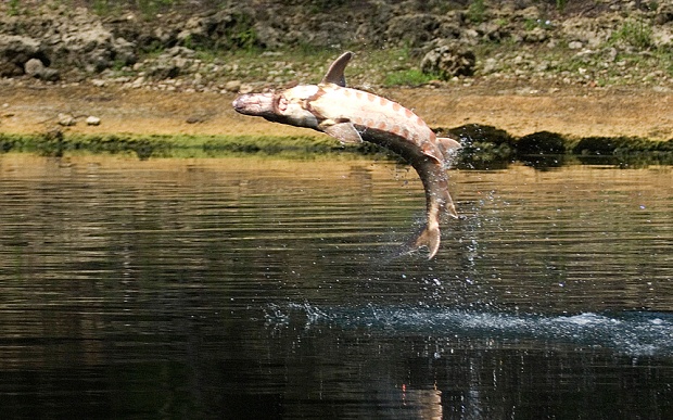 Nhảy vọt lên khỏi mặt nước là hành vi phổ biến của cá tầm, và thói quen ấy có thể gây họa cho người. Ảnh: Telegraph