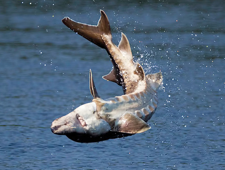 Ca tam vo tinh giet nguoi o My hinh anh