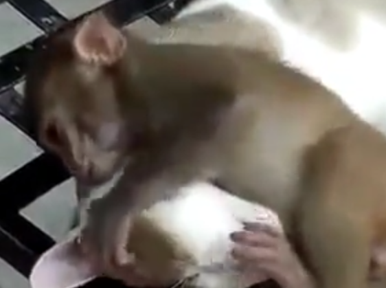 Khi can tai, vo mat, meo van ngu nhu chet hinh anh