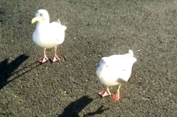 Mong bien 'khieu vu' de kiem thuc an hinh anh