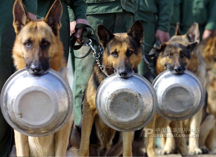 Khoanh khac thu vi cua cho quan su hinh anh