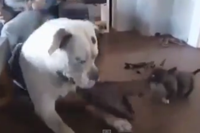 Cuoc chien vi mieng gie giua cho to va cho be hinh anh