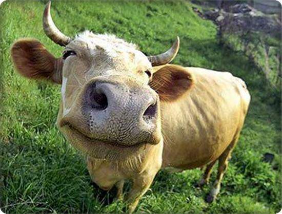 No la bo thien hinh anh