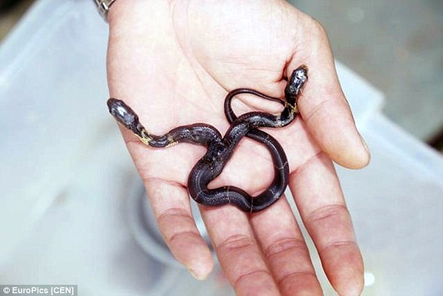 Can canh ran ho mang 2 dau moi sinh o Trung Quoc hinh anh