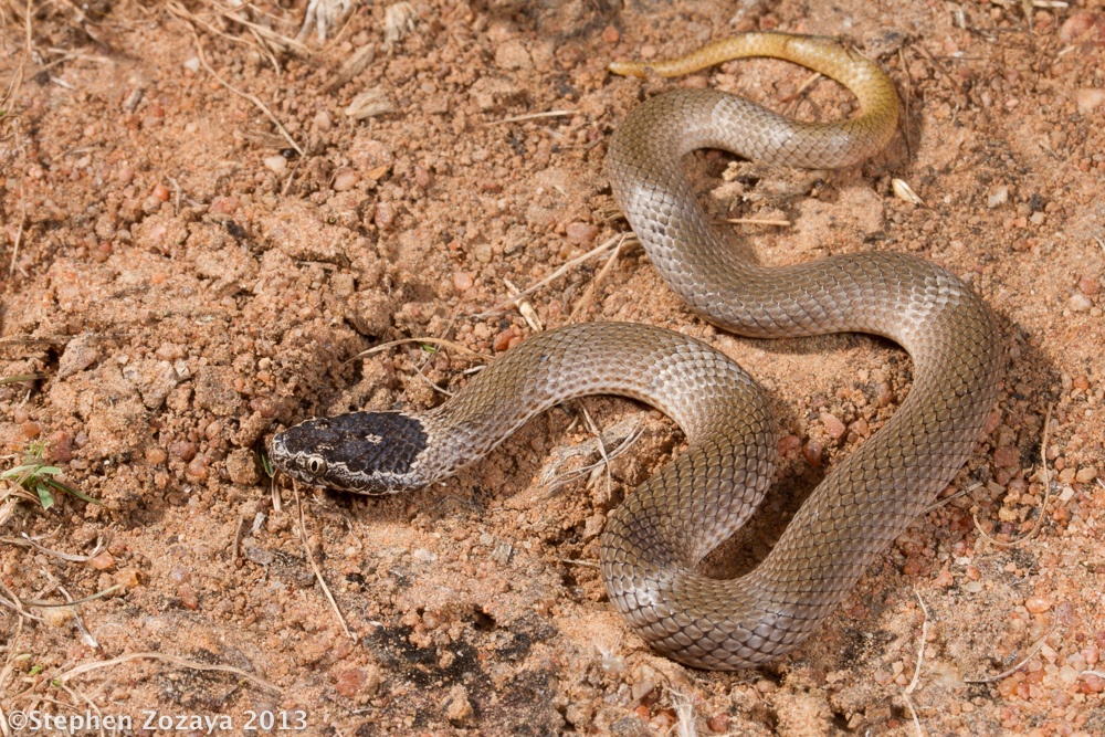 Một con rắn Ornamental