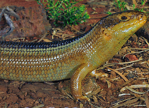 Hai loai bo sat can tro du an than 12 ty USD o Australia hinh anh