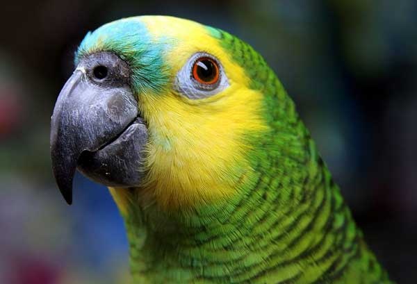 Canh sat An Do bat vet vi chui nguoi hinh anh