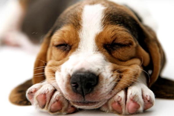 Hoa ra la thit cho hinh anh