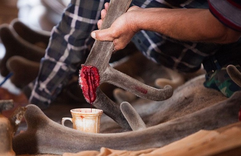 Quy trinh khai thac nhung huou o Nga hinh anh