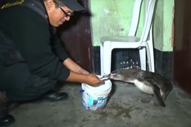 Canh sat duoi chim canh cut hinh anh