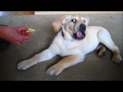 Khi cho nem chanh hinh anh