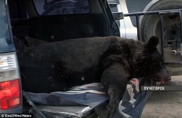 Dan khong dam ra ngoai vi gau long hanh o thanh pho Nga hinh anh