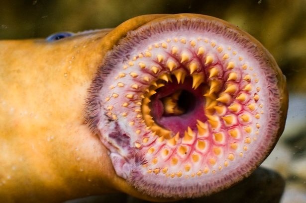 Thuy quai tu thoi co dai dang hoi sinh tai Anh hinh anh