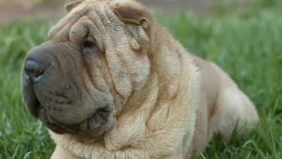 Gap nan vi hoi khong chuan hinh anh