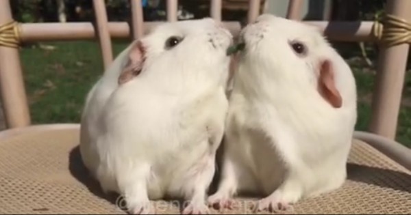 Chuot lang tranh thuc an hinh anh