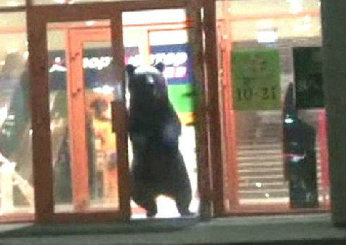 Gau hoang xong vao sieu thi o Nga hinh anh