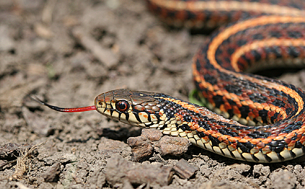 Neu ran can vao mat hinh anh