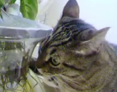 Meo ban loan vi ca hinh anh