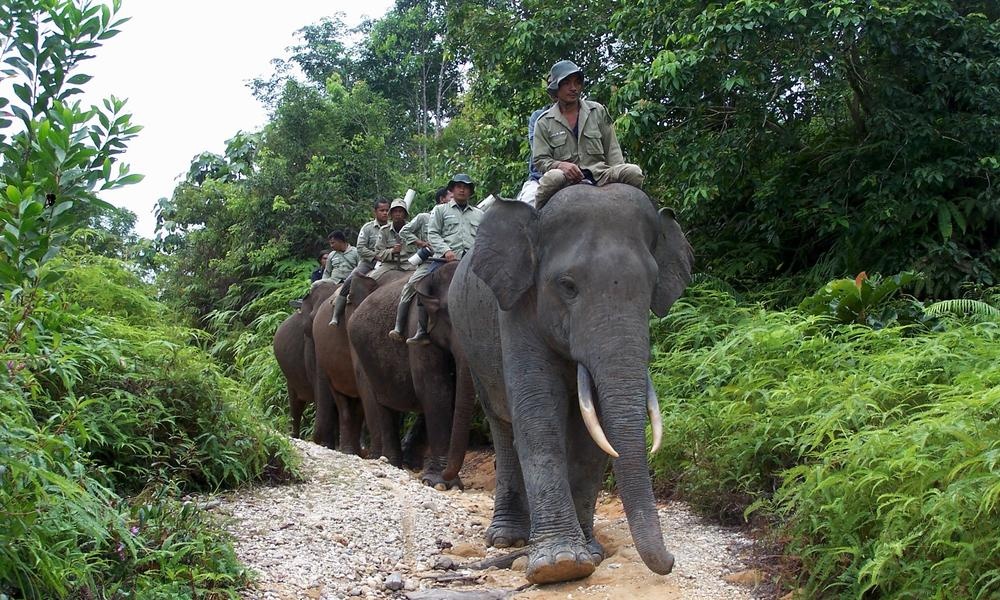 Indonesia dung voi de kiem soat chay rung hinh anh