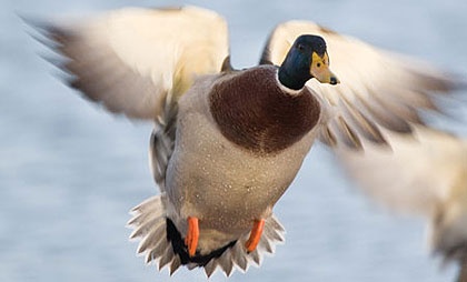 Con vit nhay tren noi hinh anh